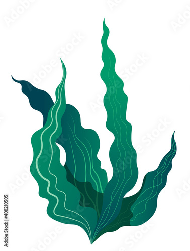 Tropical seaweed flora for aquarium or sea bottom