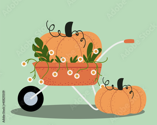 gardening, wheelbarrow with pumpkins harvest season