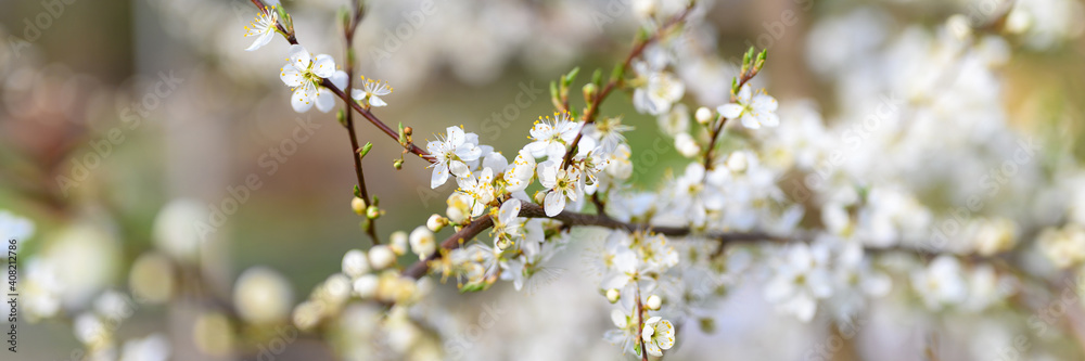 plums or prunes bloom white flowers in early spring in nature. selective focus. banner