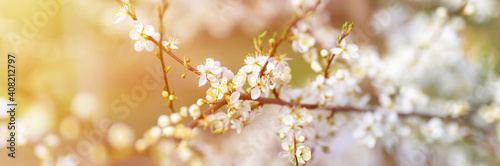 plums or prunes bloom white flowers in early spring in nature. selective focus. banner. flare © Ksenia