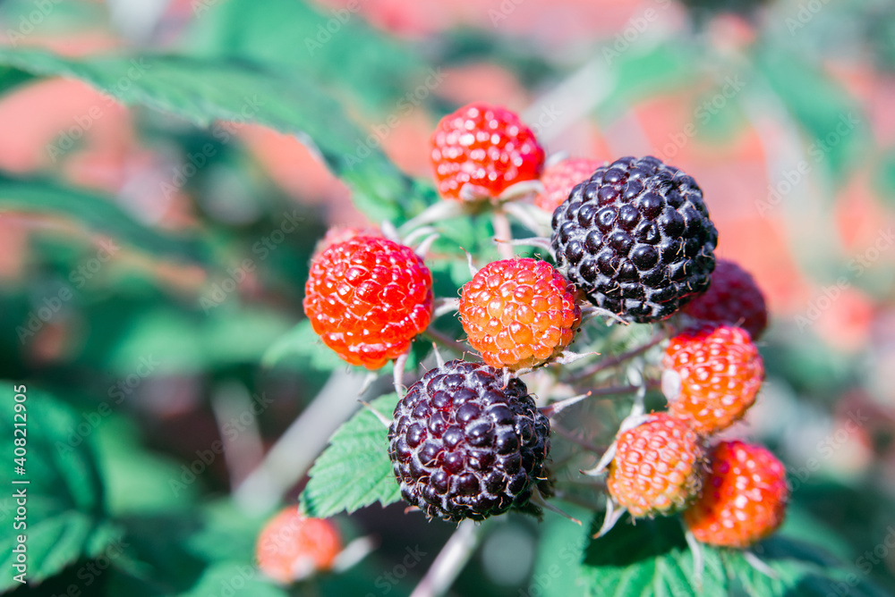 branch of black raspberry or blackberry with unripe red and ripe black berries on green bush leaves background, horizontal outdoors macro stock photo image wallpaper with copy space for text
