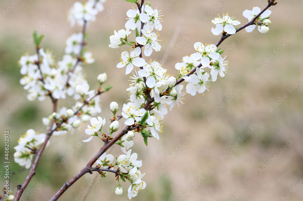 plums or prunes bloom white flowers in early spring in nature. selective focus plums or prunes bloom white flowers in early spring in nature. selective focus