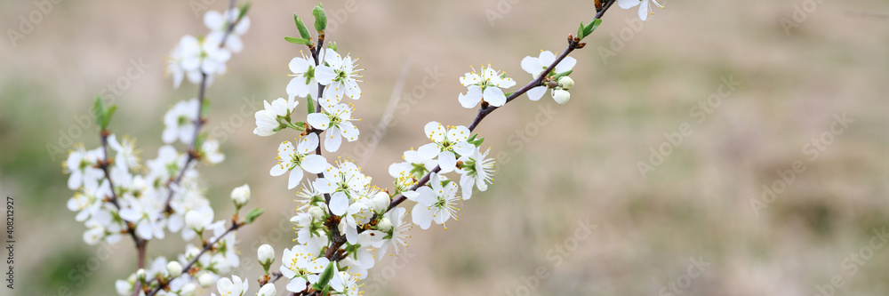 Obraz premium plums or prunes bloom white flowers in early spring in nature. selective focus. banner