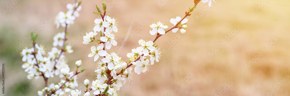 plums or prunes bloom white flowers in early spring in nature. selective focus. banner. flare