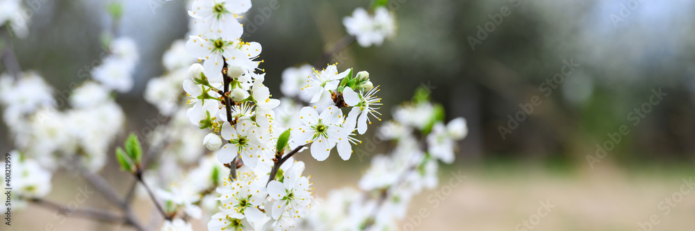 plums or prunes bloom white flowers in early spring in nature. selective focus. banner plums or prunes bloom white flowers in early spring in nature. selective focus. banner
