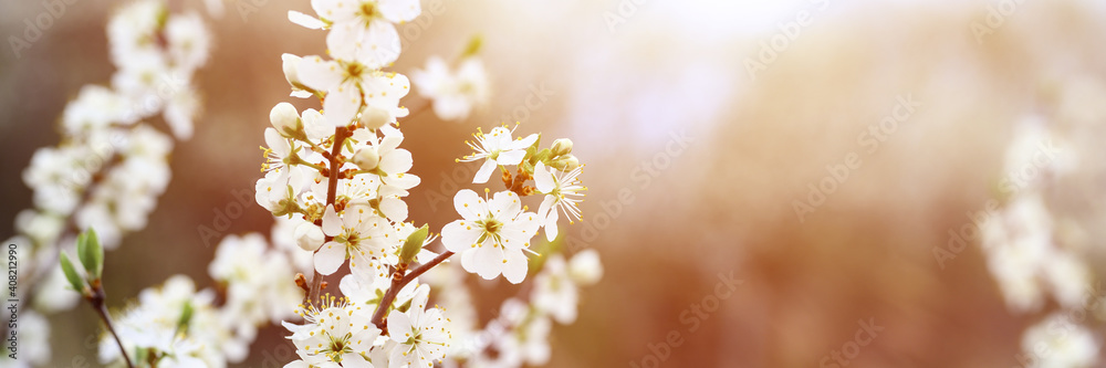 plums or prunes bloom white flowers in early spring in nature. selective focus. banner. flare