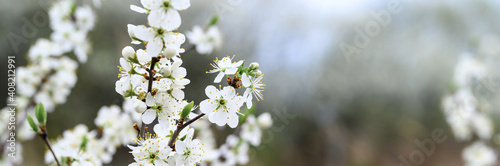 plums or prunes bloom white flowers in early spring in nature. selective focus. banner © Ksenia