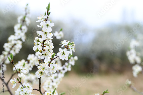 plums or prunes bloom white flowers in early spring in nature. selective focus