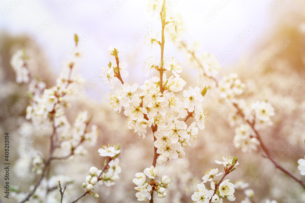 Naklejka premium plums or prunes bloom white flowers in early spring in nature. selective focus. flare