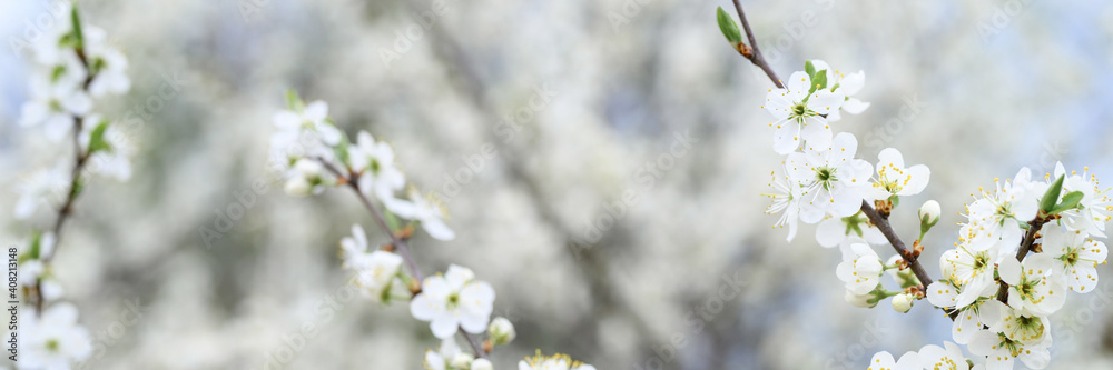 plums or prunes bloom white flowers in early spring in nature. selective focus. banner plums or prunes bloom white flowers in early spring in nature. selective focus. banner
