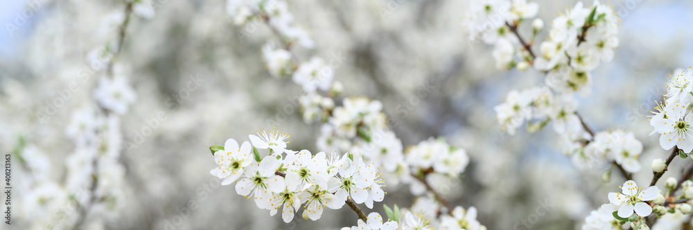 plums or prunes bloom white flowers in early spring in nature. selective focus. banner plums or prunes bloom white flowers in early spring in nature. selective focus. banner