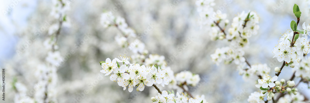 plums or prunes bloom white flowers in early spring in nature. selective focus. banner