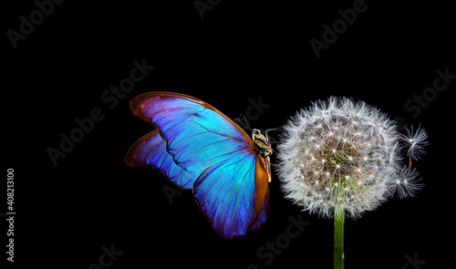Fotografi white fluffy dandelion and blue morpho butterfly on a black background