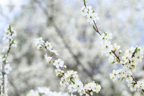plums or prunes bloom white flowers in early spring in nature. selective focus