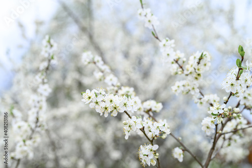 plums or prunes bloom white flowers in early spring in nature. selective focus © Ksenia