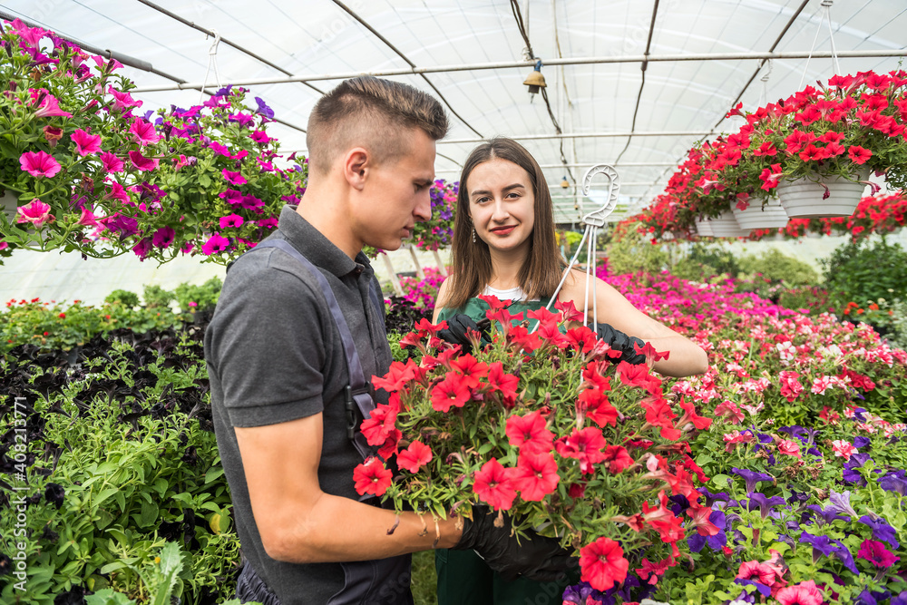 young couple working together  take care of colour flowers in large greenhouse