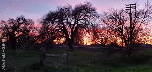 sunset in the forest