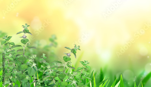 Horizontal banner with green peppermint leaves