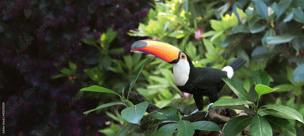 Fototapeta premium Beautiful colorful toucan bird on a branch in a rainforest