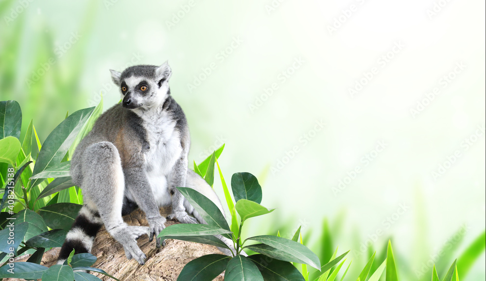 Fototapeta premium Horizontal banner with Ringtailed lemur on a branch in a rainforest