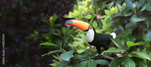 Beautiful colorful toucan bird on a branch in a rainforest photo
