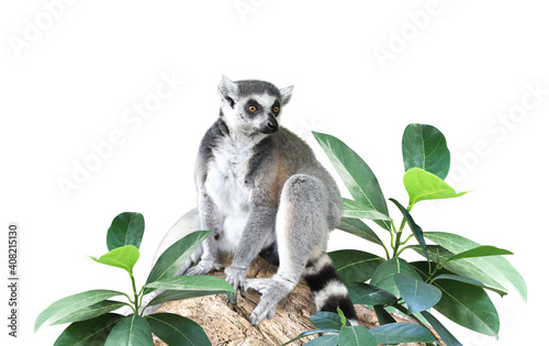 Ringtailed lemur and leaves of tropical plant photo