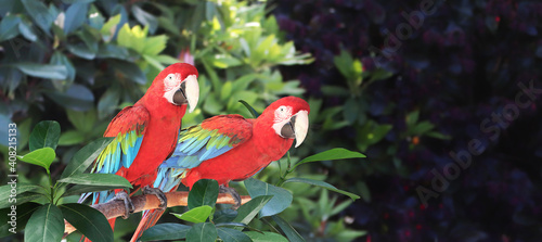 Beautiful colorful Ara macao parrots on a branch in a rainforest