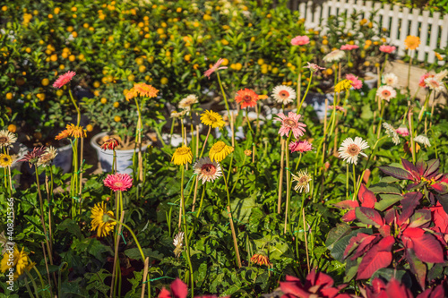 Foto Multicolored Flowers for Tet
