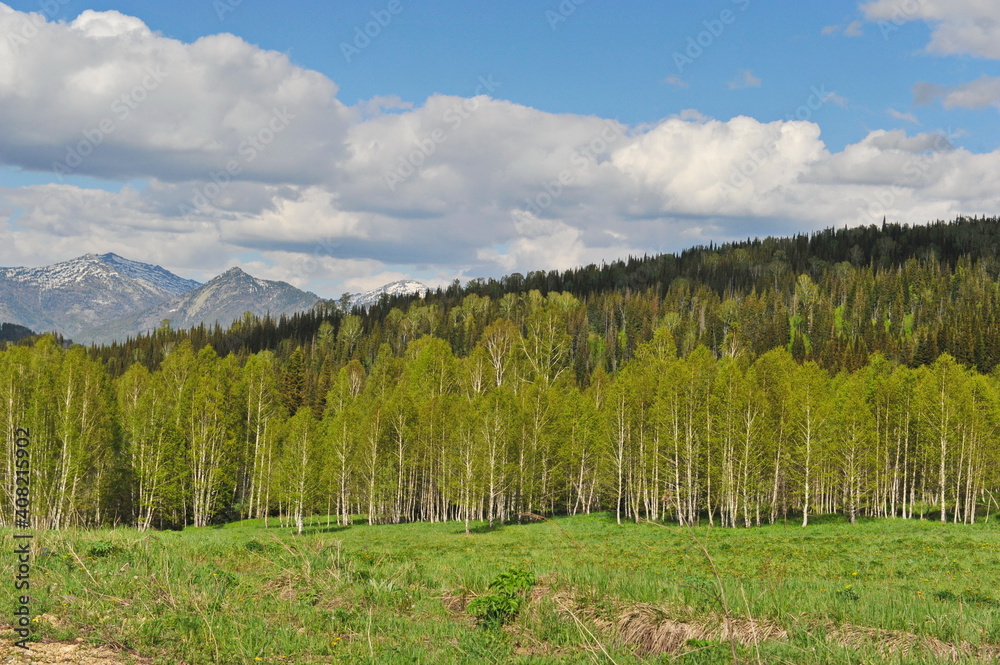 Ridder, Kazakhstan - 06.05.2013 : Trees, shrubs and various grasses grow on the hills in the mountainous area