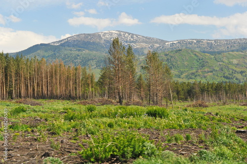 Ridder  Kazakhstan - 06.05.2013   Trees  shrubs and various grasses grow on the hills in the mountainous area