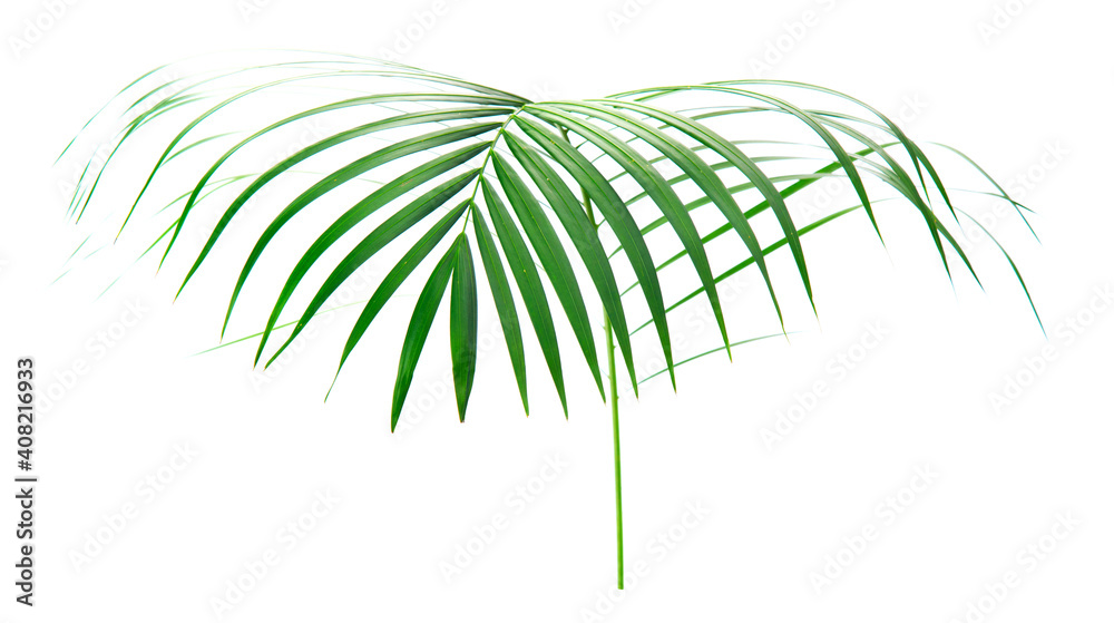 Fototapeta premium fresh palm leaves isolated on white background