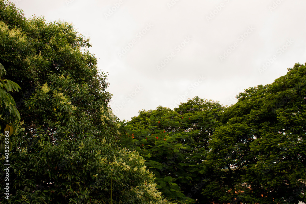 Tropical green trees with very clear bright sky
Tropical green trees with very clear bright sky