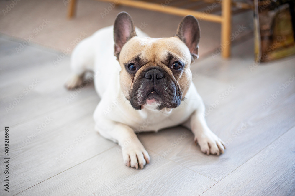 French bulldog lying on the floor and listening to commands, horizontal