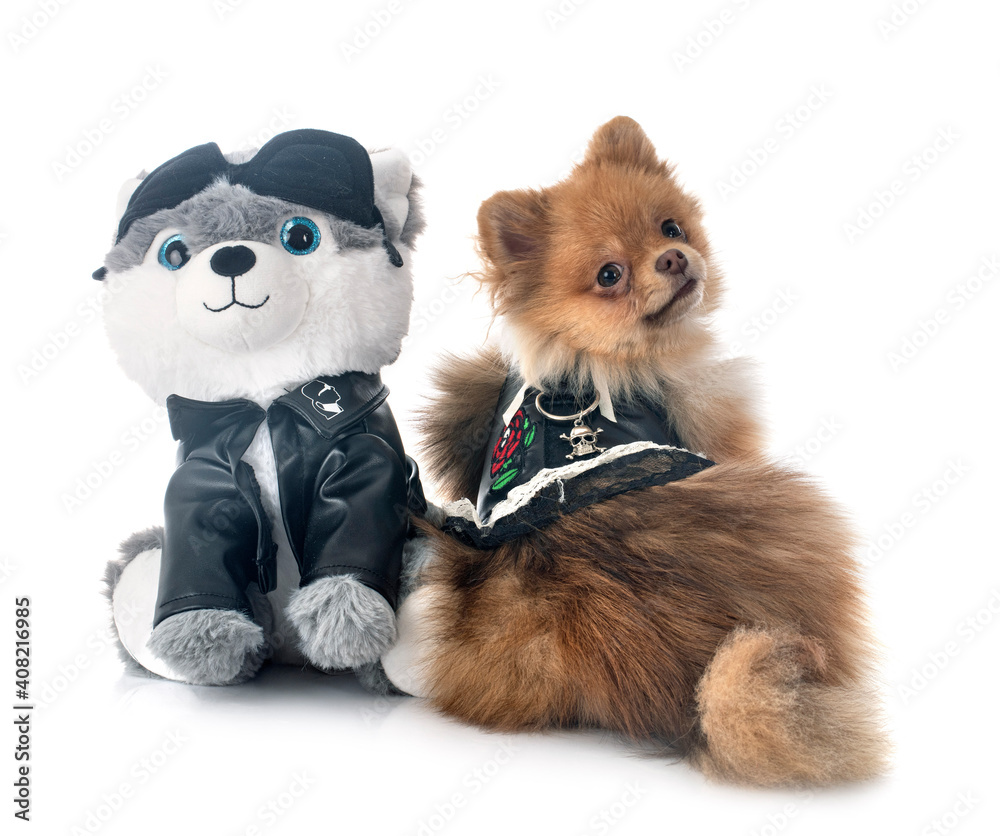 puppy pomeranian in studio puppy pomeranian in studio