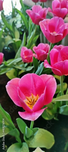 Beautiful blooming pink tulip in the garden having blurred tulips as background.