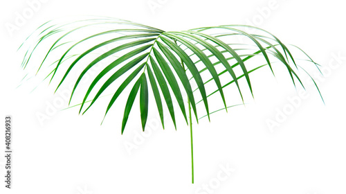 fresh palm leaves isolated on white background © Amy Lv