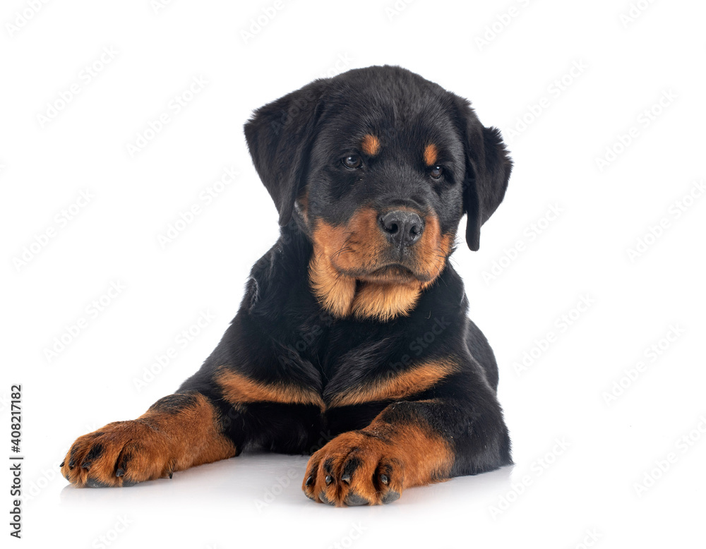 puppy rottweiler in studio