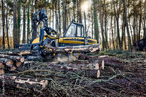 machine for cutting tree trunks used in the forestry industry