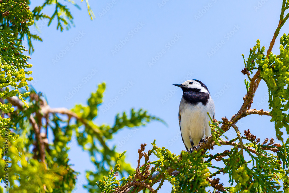 Motacilla alba. White Wagtail on a spring day on a branch of tree Motacilla alba. White Wagtail on a spring day on a branch of tree