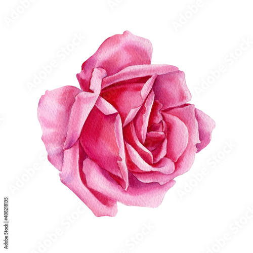 Rose on white background, watercolor botanical illustration, pink flower