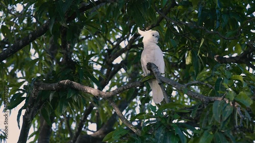 Cockatoo on a tree