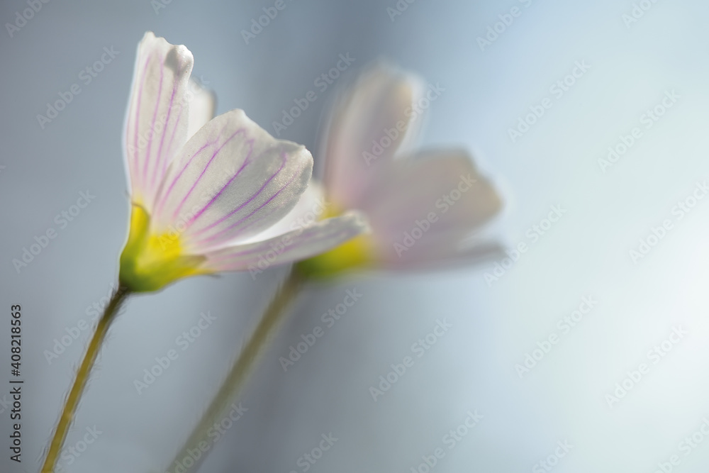 White spring flowers on a light background. Copy space.