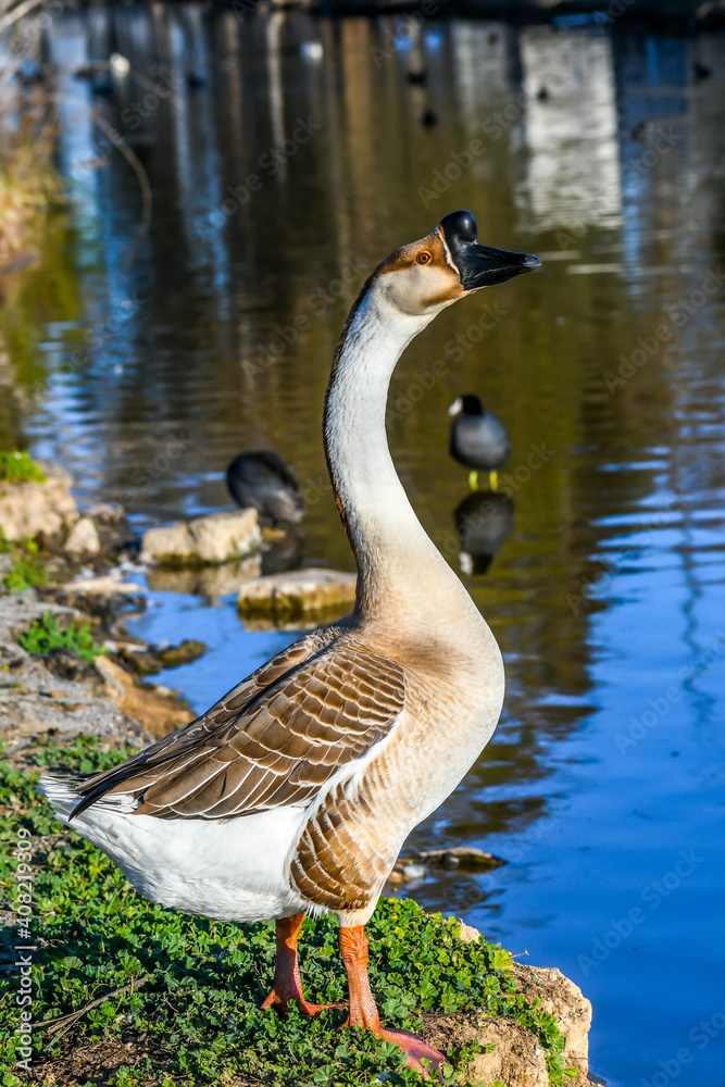A brown African Goose in Menifee, California A brown African Goose in Menifee, California