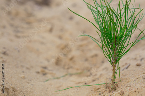 A small pine sapling is planted in dry soil. Dryland landscaping concept.