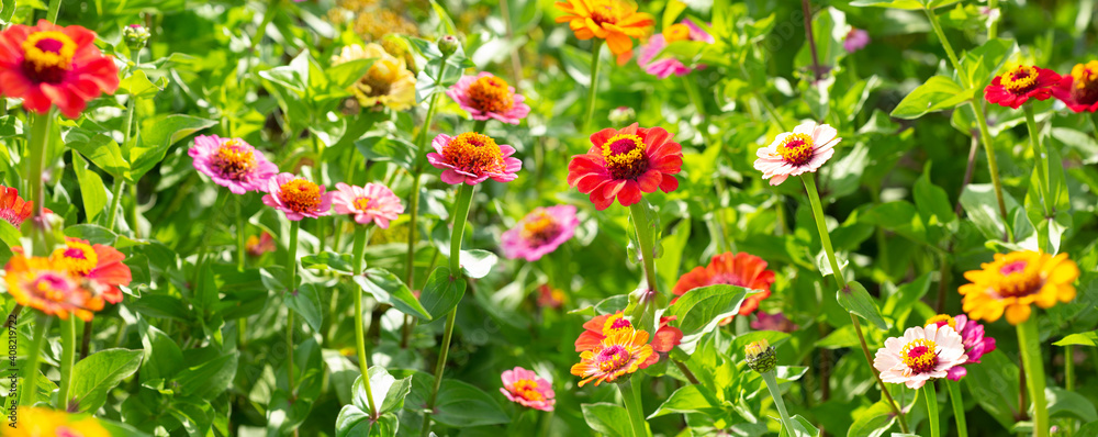 Summer flowers. Zinnias flowers in a garden