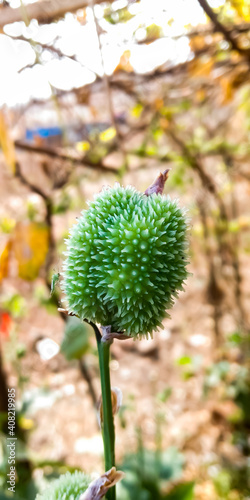 One indian Plants fruit who looks like a corona virus structure. photo