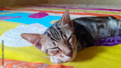 Sleeping Domestic Cat Face Closeup in The Bed