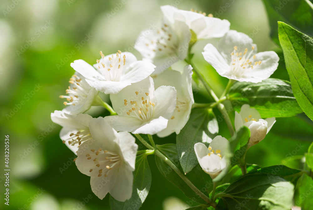 Jasmine flowers in a garden. Spring background Jasmine flowers in a garden. Spring background