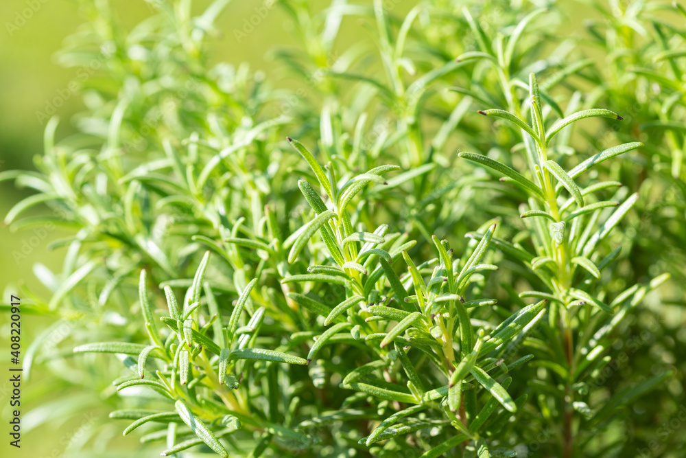 Fototapeta premium fresh rosemary growing in a garden
