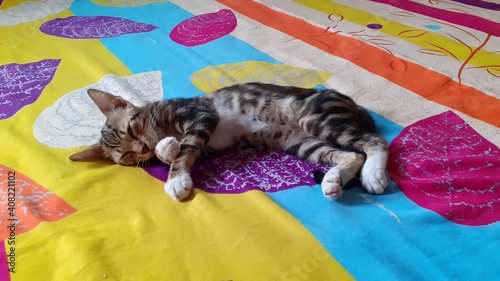 Sleeping Domestic Cat in The Bed